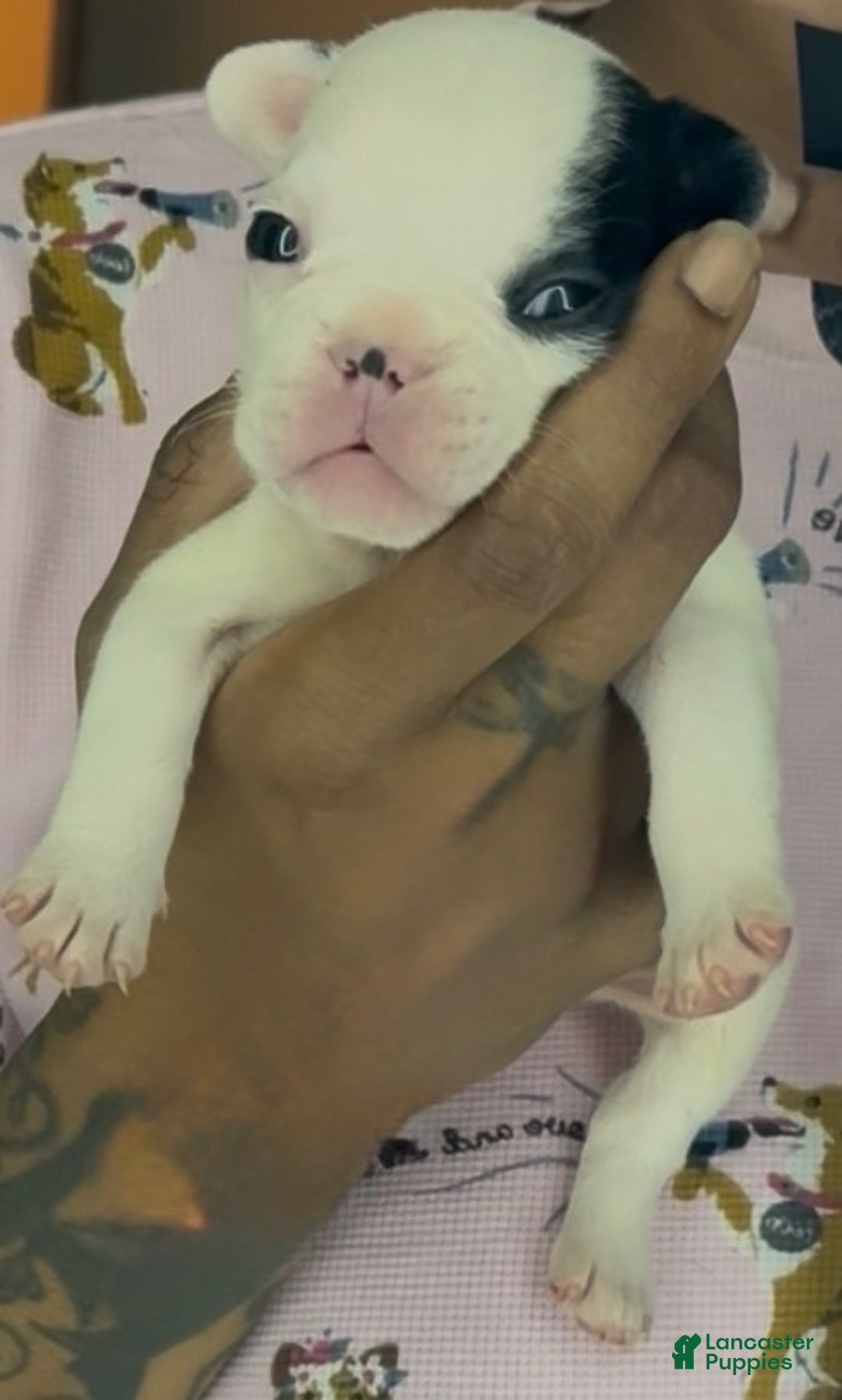 French Bulldog dogs for sale: French Bulldog Puppy 1 - Ad 3