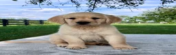 Golden Retriever dogs for sale: Gigi - Ad 4