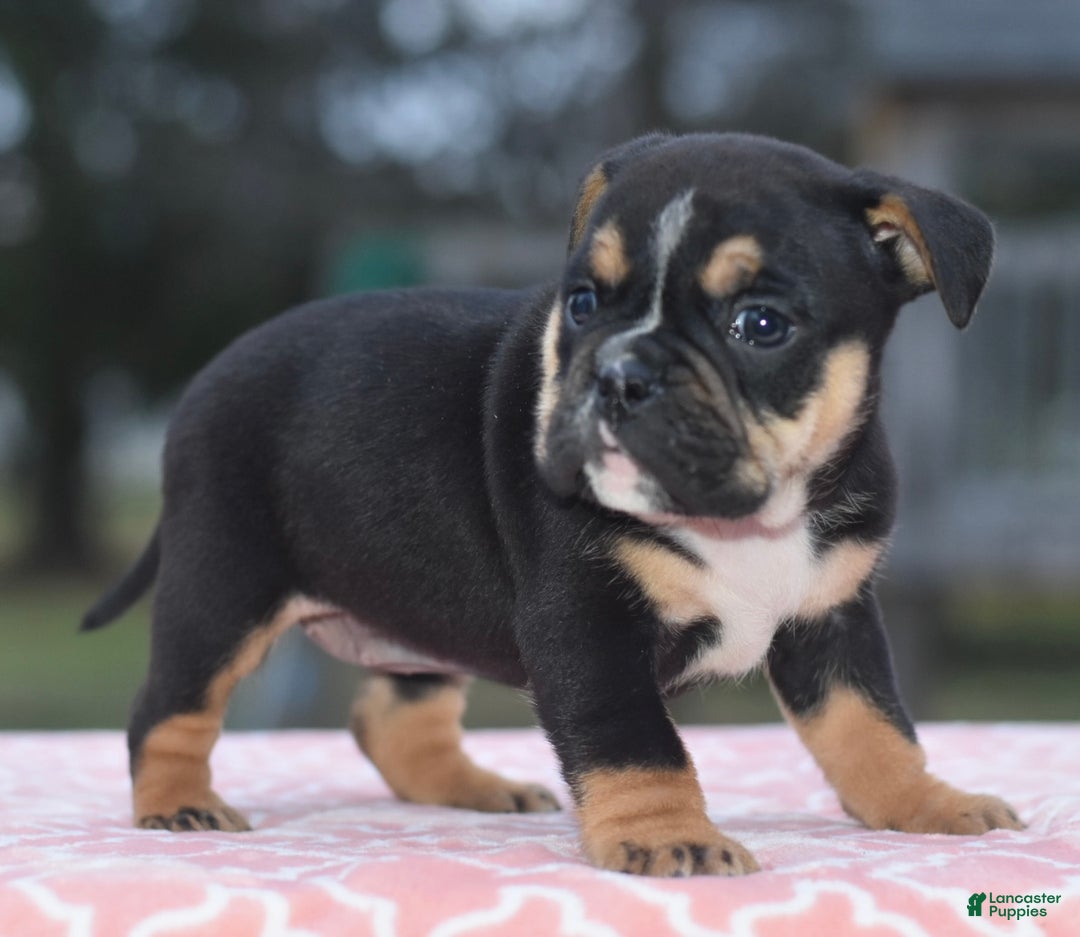 Mixed Breed dogs for sale: Emma tricolor hybrid  - Ad 12