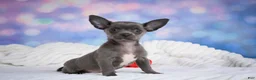 Chihuahua dogs for sale: Rex - Ad 5