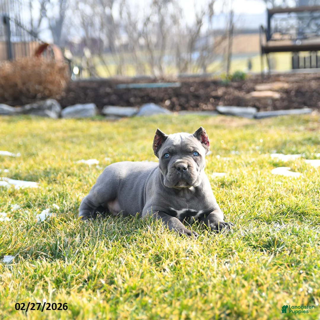 Cane Corso dogs for sale: Xavier - Ad 1