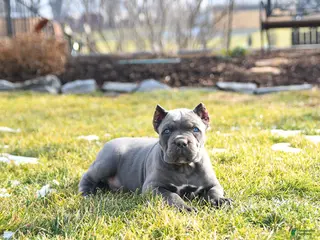 Cane Corso dogs for sale: Xavier - Ad 4