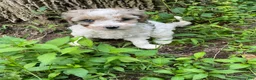 Mini Aussiedoodle dogs for sale: Bean  - Ad 4