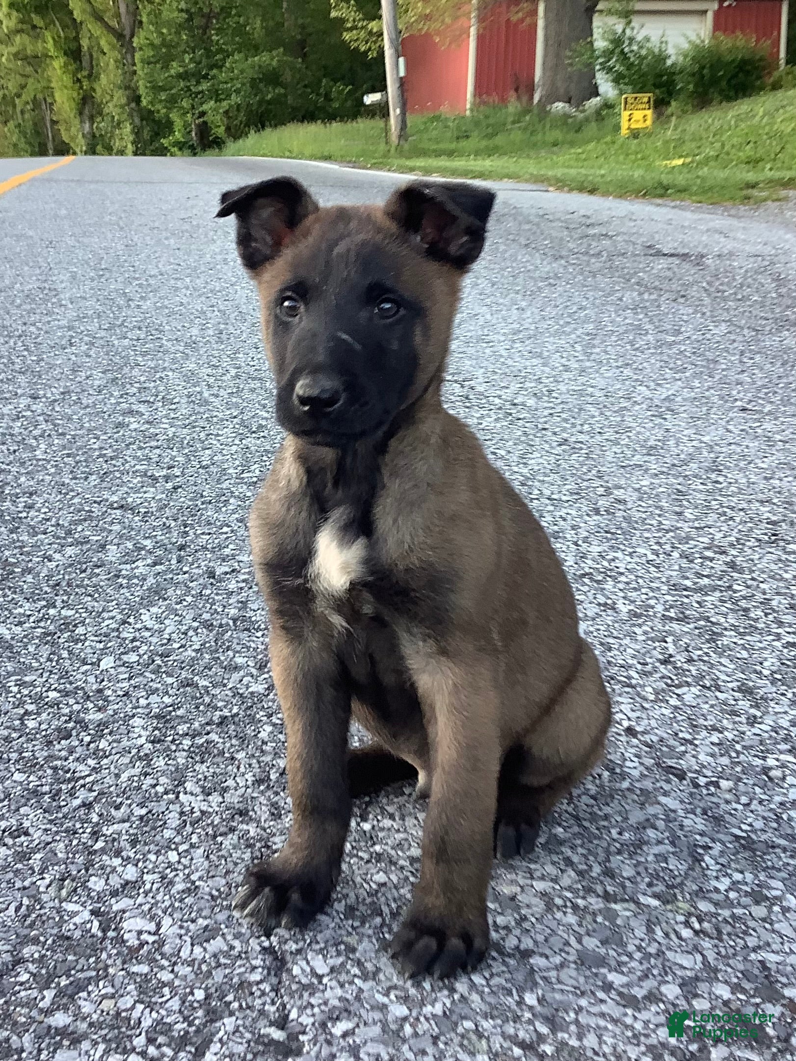 Belgian Malinois dogs Joaquin - Ad 25
