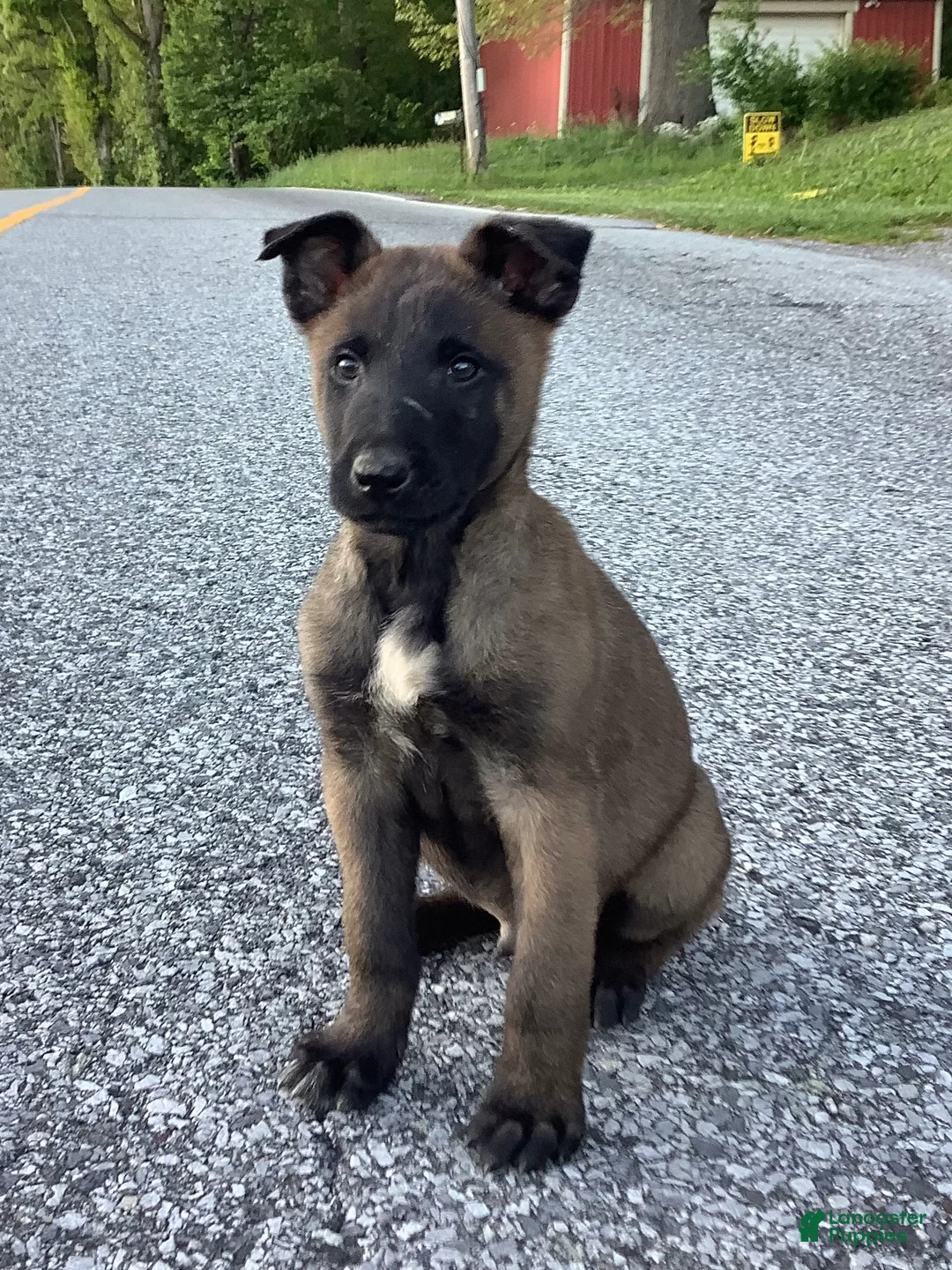 Belgian Malinois dogs for sale: Joaquin - Ad 1