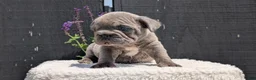 French Bulldog dogs for sale: Zion - Ad 2