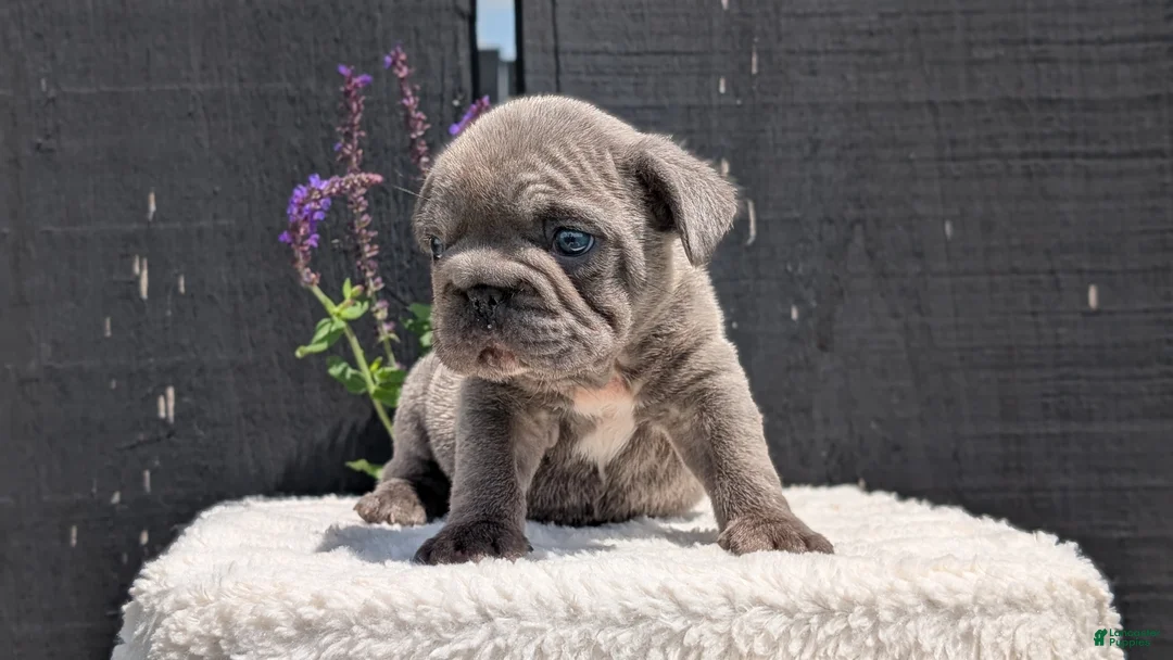 French Bulldog dogs for sale: Zion - Ad 2