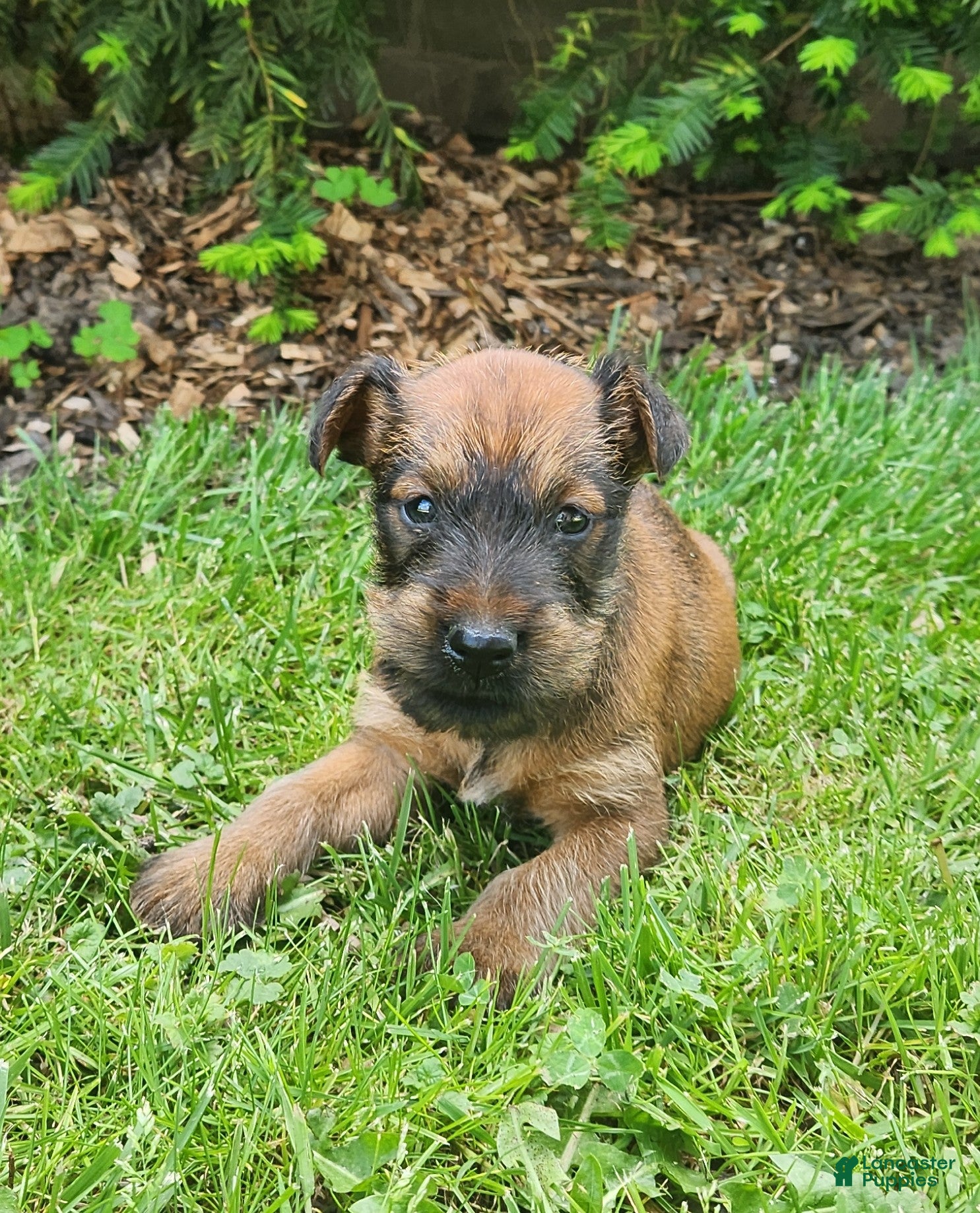 Irish Terrier dogs Leaf - Ad 1