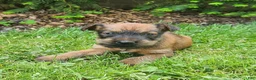 Irish Terrier dogs for sale: Leaf - Ad 1