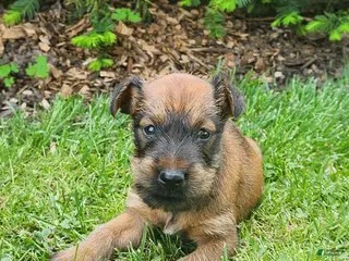 Irish Terrier dogs for sale: Leaf - Ad 4