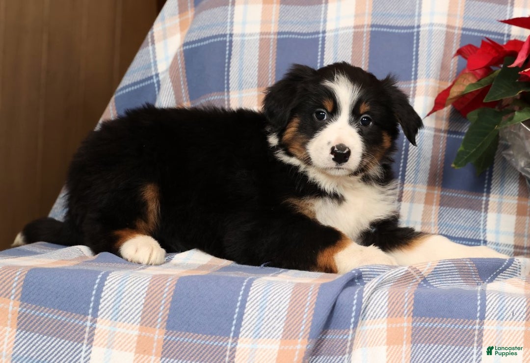 Australian Shepherd dogs for sale: Sandy - Ad 3