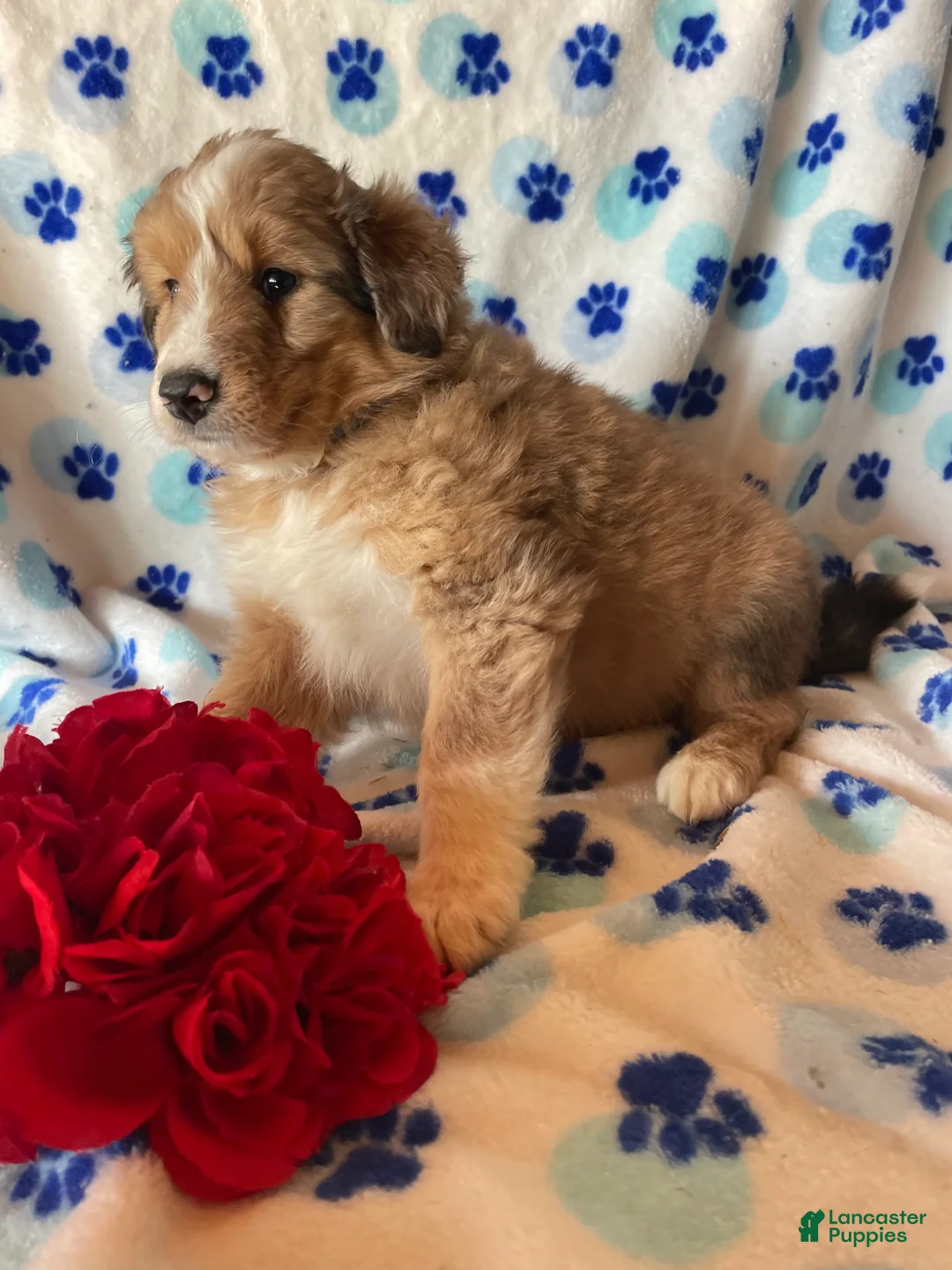 Mixed Breed dogs for sale: Marley - Ad 4