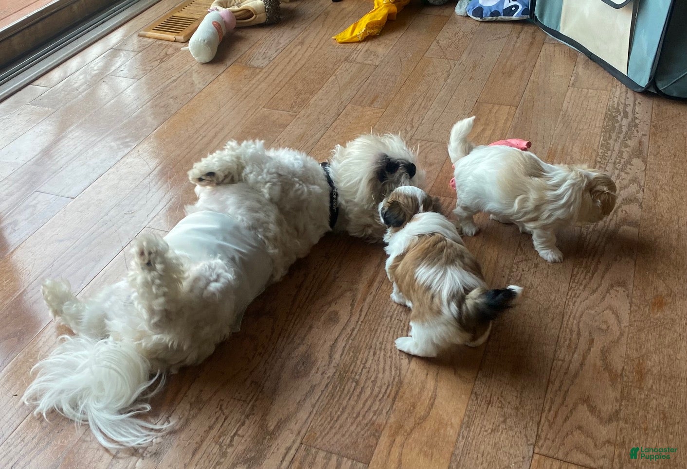 Teddy Bear dogs Teddy Bear 3 - Ad 2