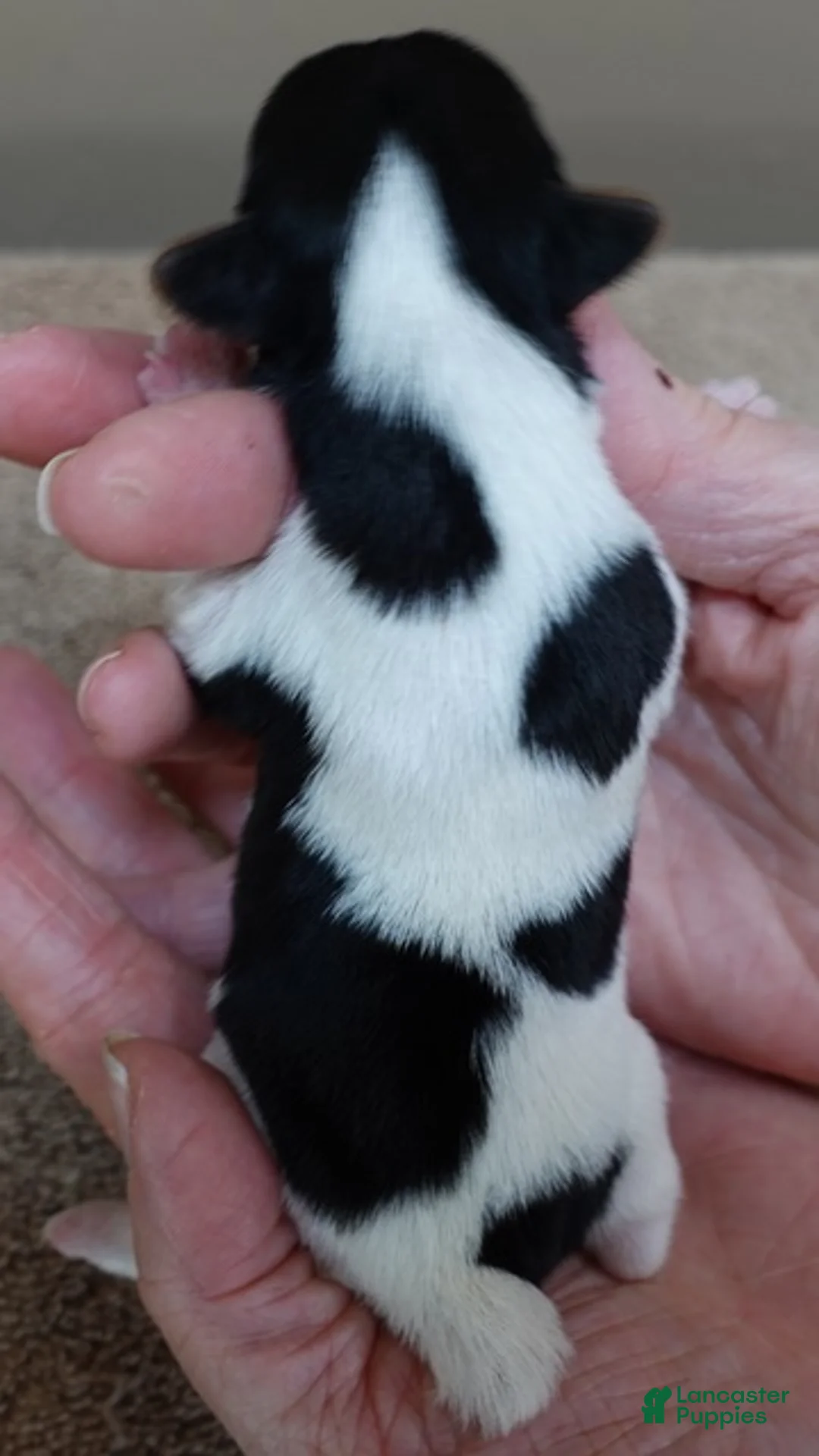 Yorkshire Terrier dogs for sale: Holly - Ad 9