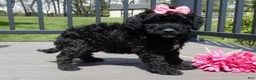 Sheepadoodle dogs for sale: Ellie-MEDIUM - Ad 3