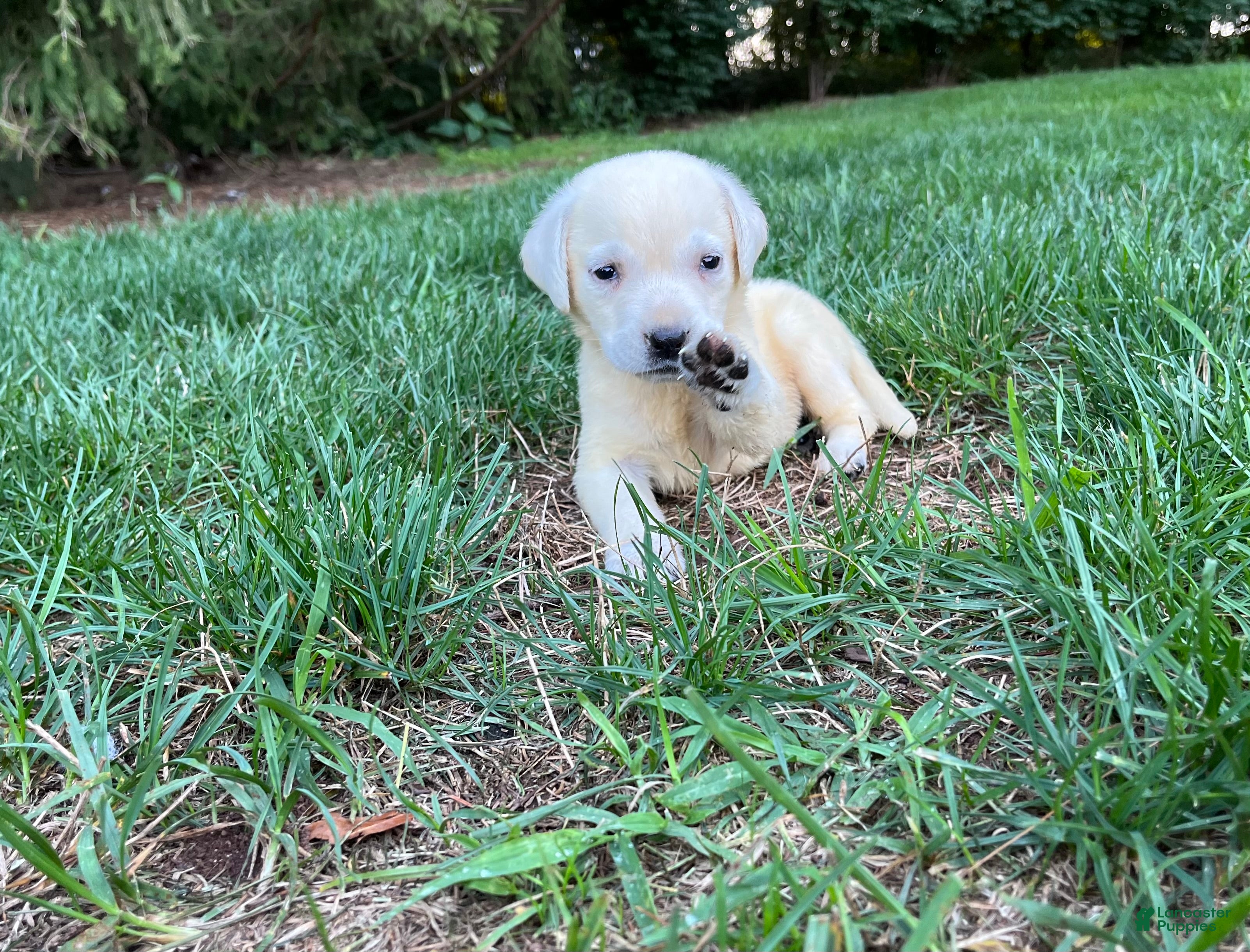 Labrador Retriever dogs Sugar - Ad 1
