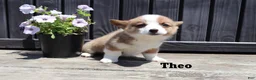 Welsh Corgi Pembroke dogs for sale: Theo - Ad 4