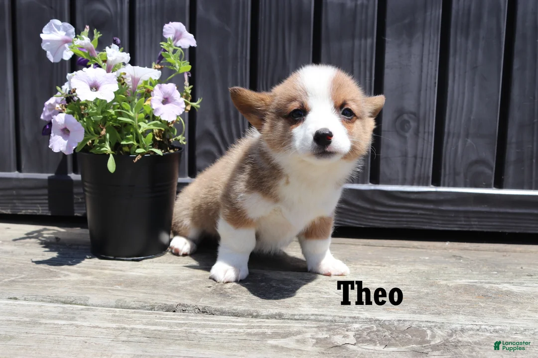 Welsh Corgi Pembroke dogs for sale: Theo - Ad 4