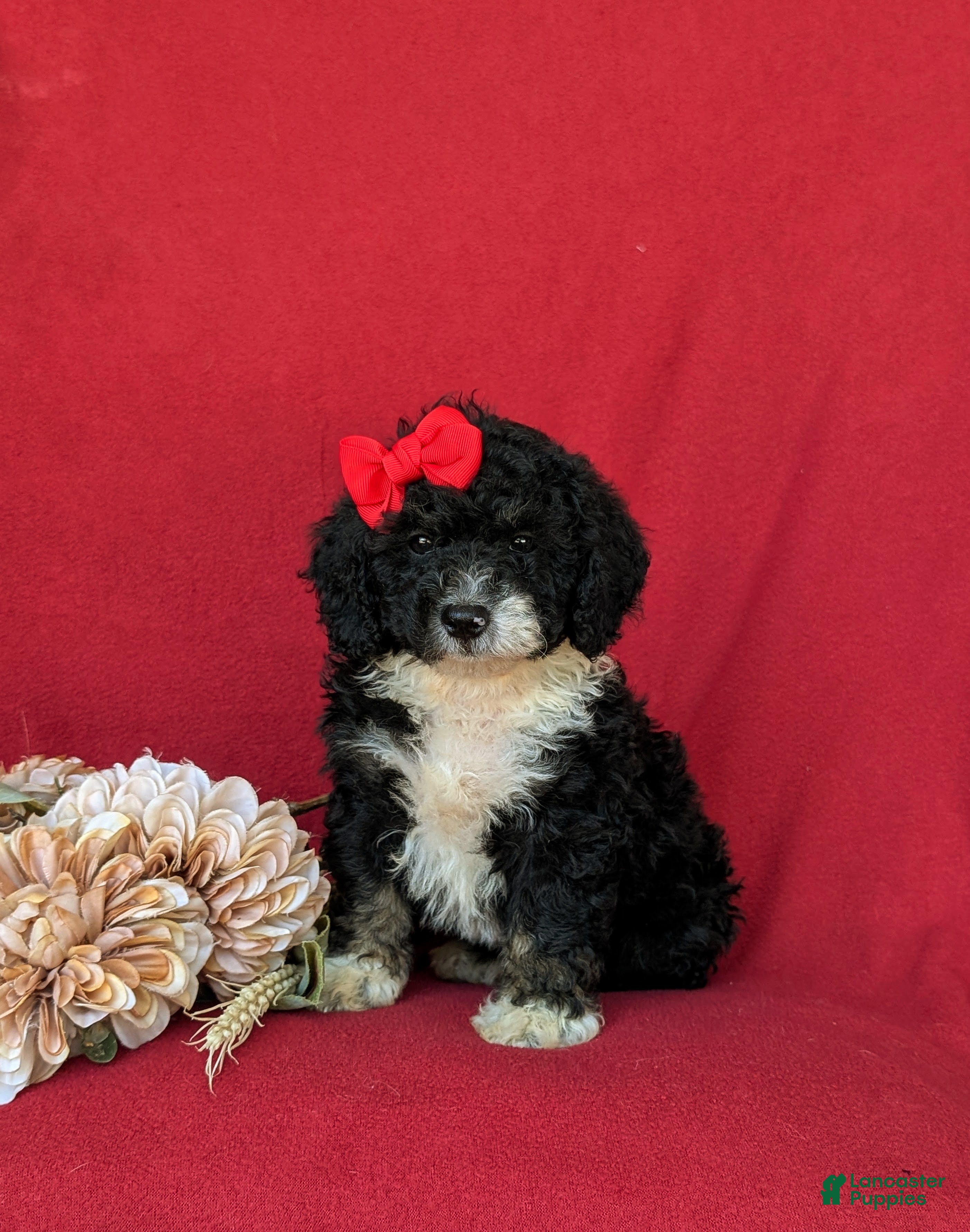 Mini Bernedoodle dogs for sale: Genevieve Hypoallergenic - Ad 4