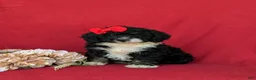 Mini Bernedoodle dogs for sale: Genevieve Hypoallergenic - Ad 1