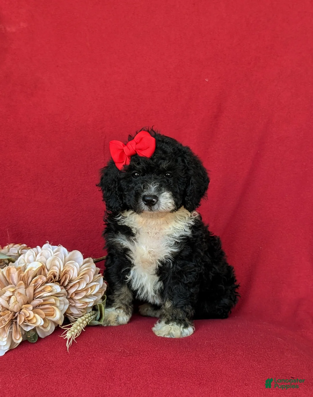 Mini Bernedoodle dogs for sale: Genevieve Hypoallergenic - Ad 1