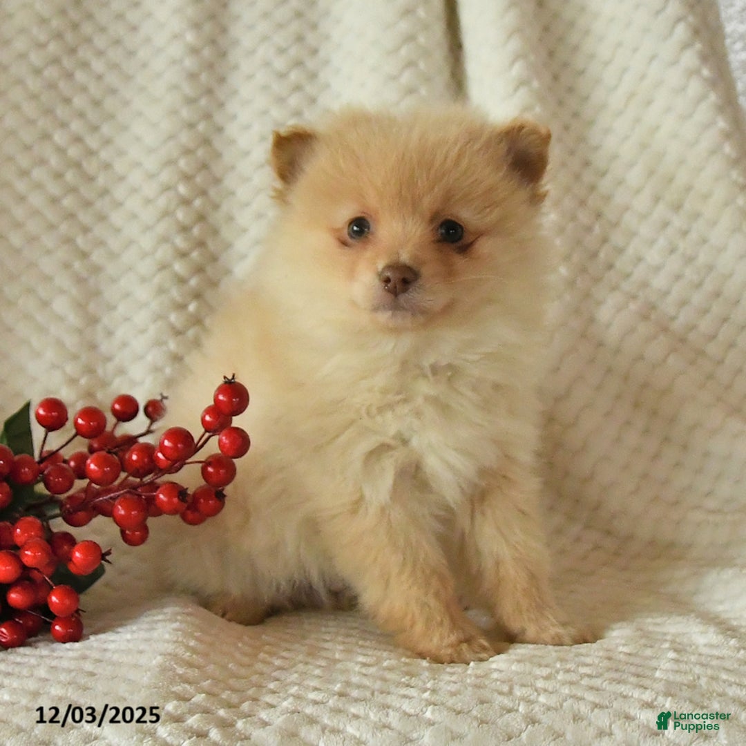 Pomeranian dogs for sale: Percy - Ad 4
