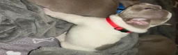 French Bulldog dogs for sale: Aubrey-Micheal  - Ad 13