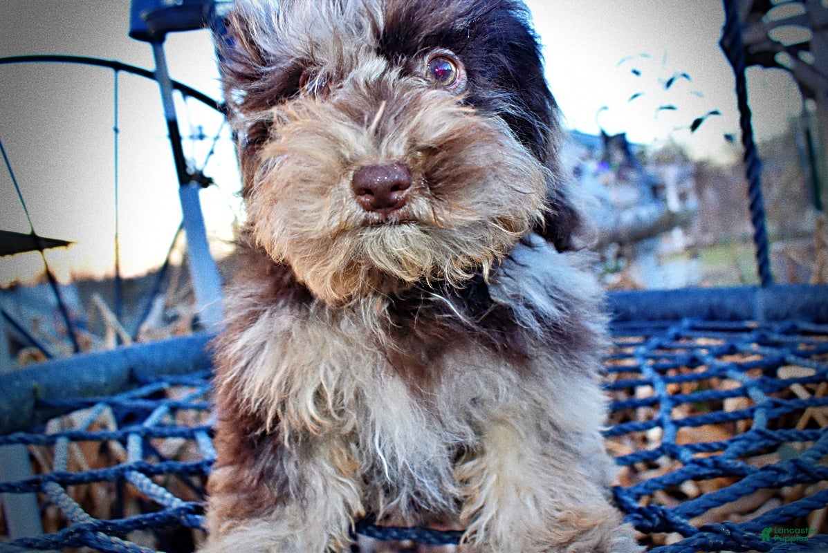 Havapoo dogs YoYo - Ad 20