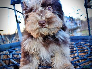 Havapoo dogs YoYo - Ad 18