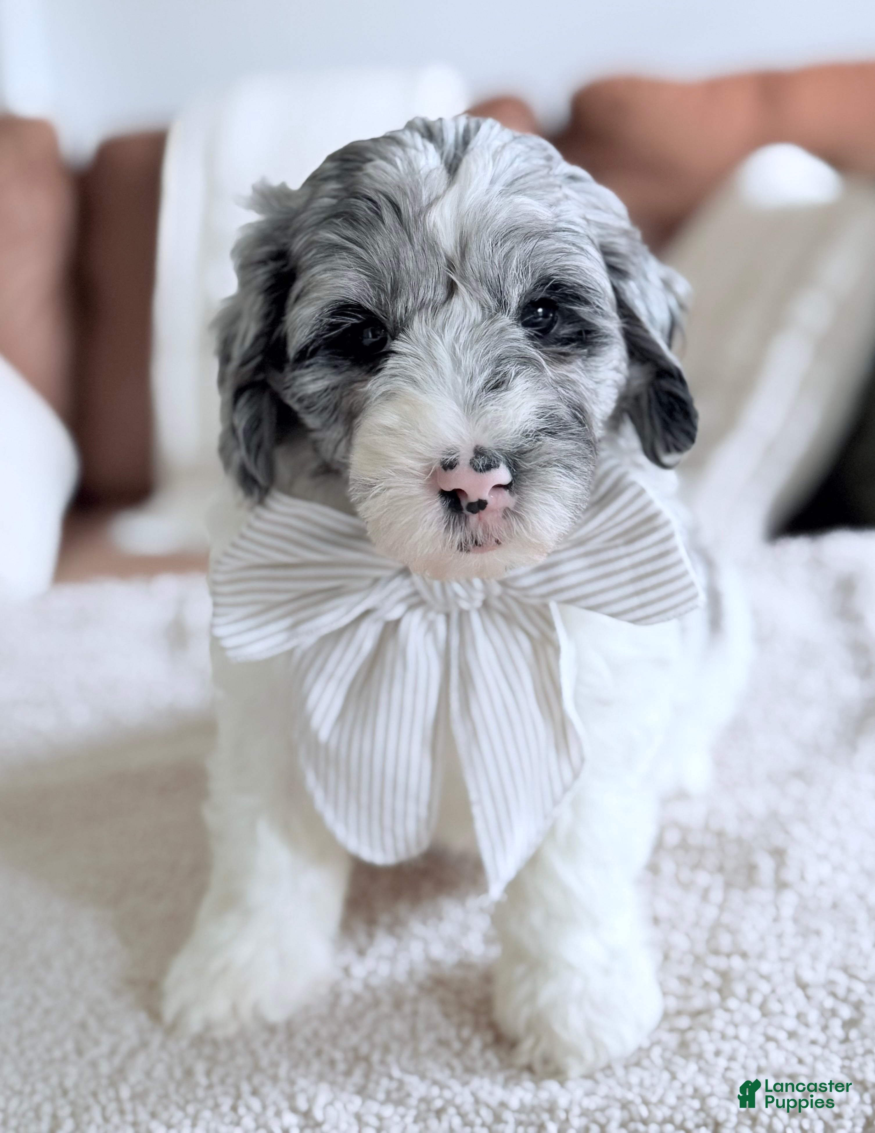 Goldendoodle dogs Cottontail  - Ad 1