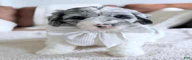 Cottontail 