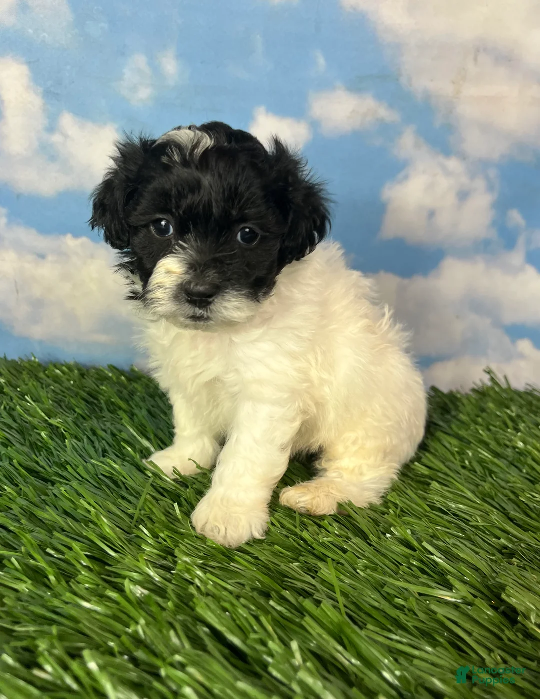 Teddy Bear dogs for sale: Oreo - Ad 2
