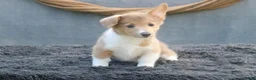 Welsh Corgi Pembroke dogs for sale: Misty - Ad 4