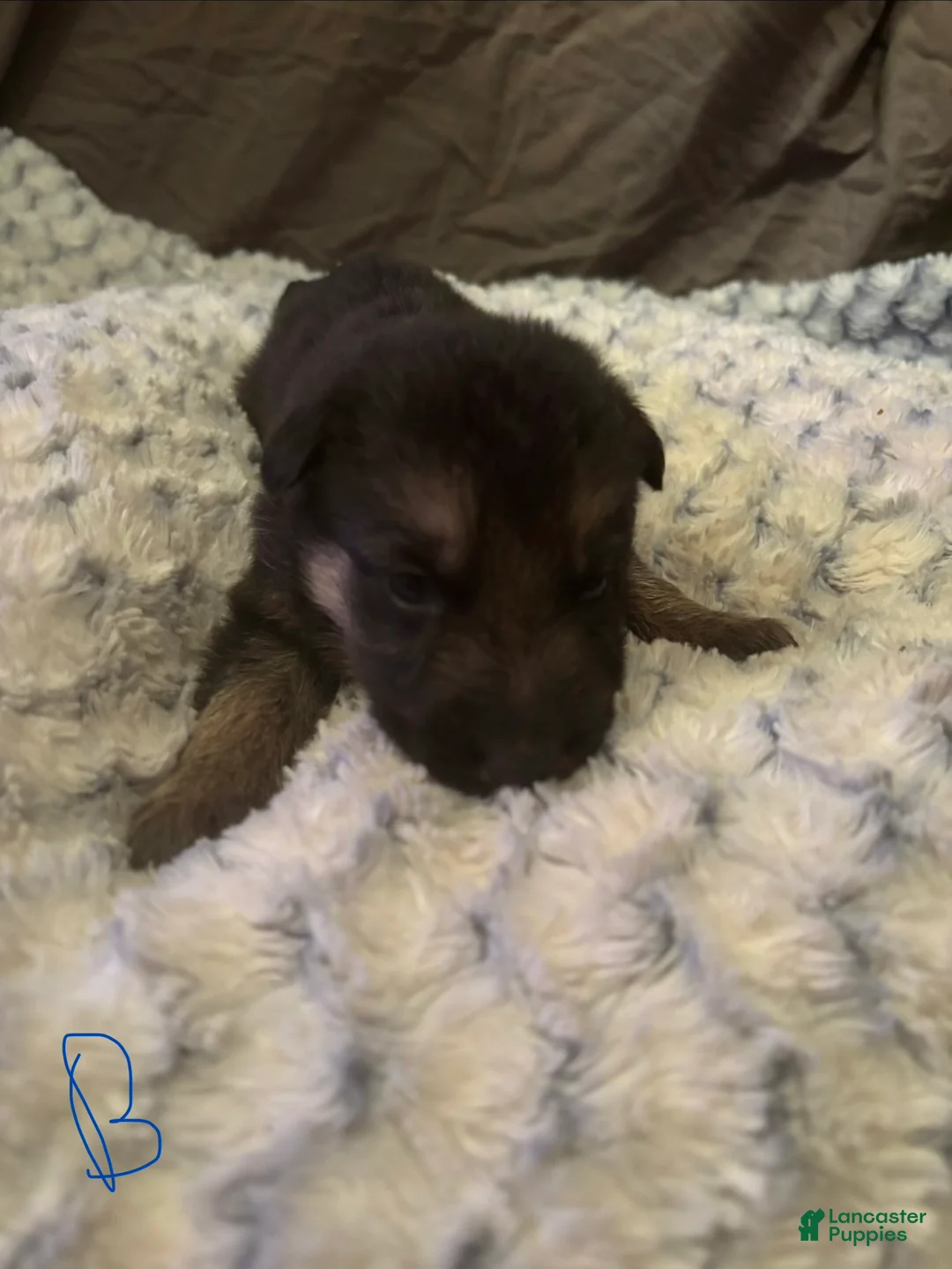 German Shepherd dogs for sale: Boy 2 - Ad 2
