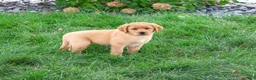 Labrador Retriever dogs for sale: Cristina - Ad 5