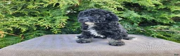Mini Bernedoodle dogs for sale: Mia - Ad 7