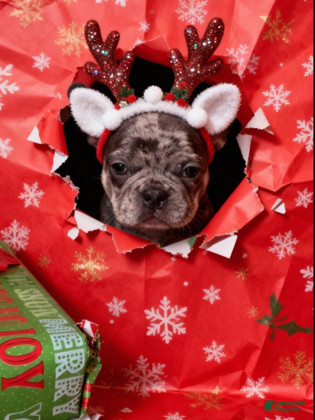 French Bulldog dogs for sale: MILO - Ad 2