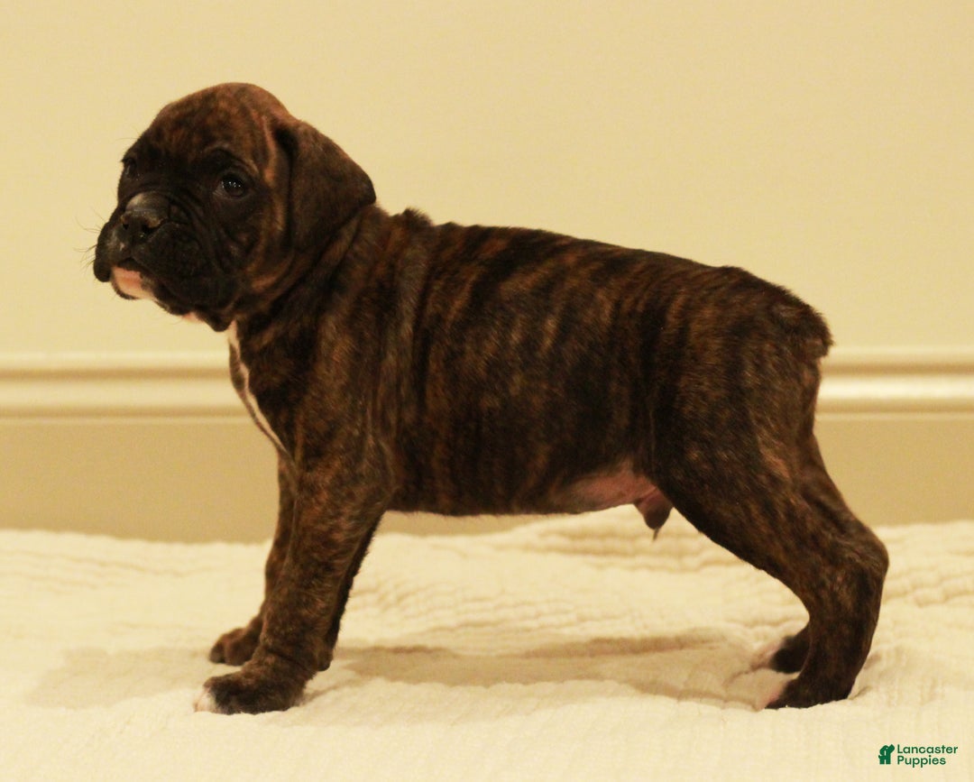 Boxer dogs for sale: Max - Ad 2