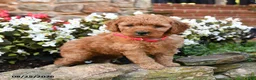 Mini Goldendoodle dogs for sale: Joy - Ad 3