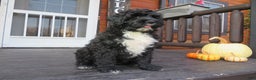 Portuguese Water Dog dogs for sale: Cody - Ad 17