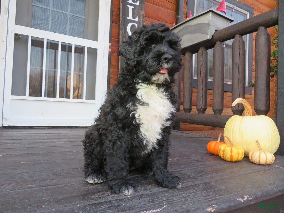 Portuguese Water Dog dogs for sale: Cody - Ad 17