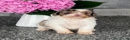 Aussiedoodle dogs for sale: Macaron Mini Aussiedoodle  - Ad 4