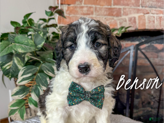 Mixed Breed dogs Benson - Ad 5