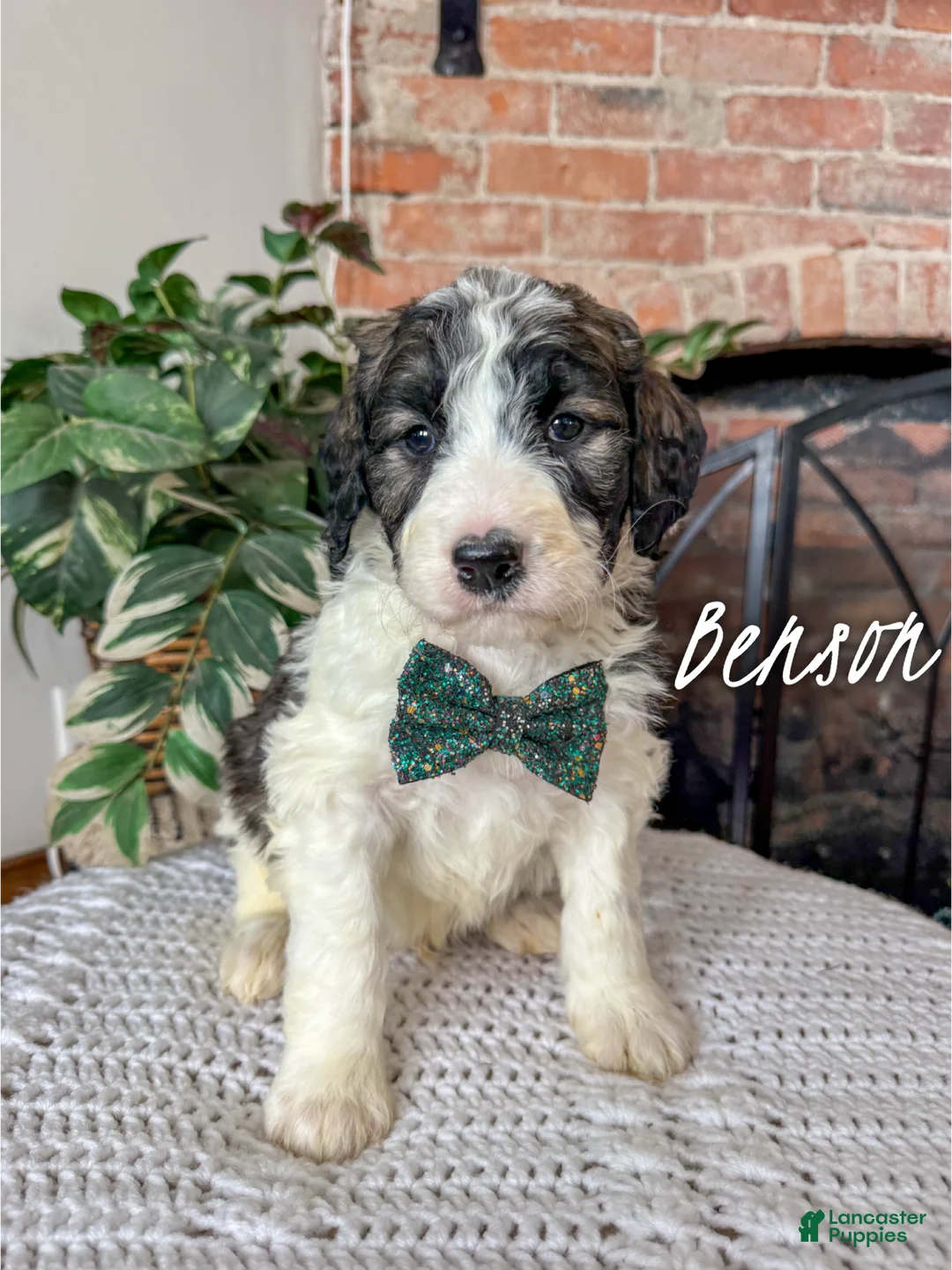 Saint Berdoodles dogs for sale: Benson - Ad 3