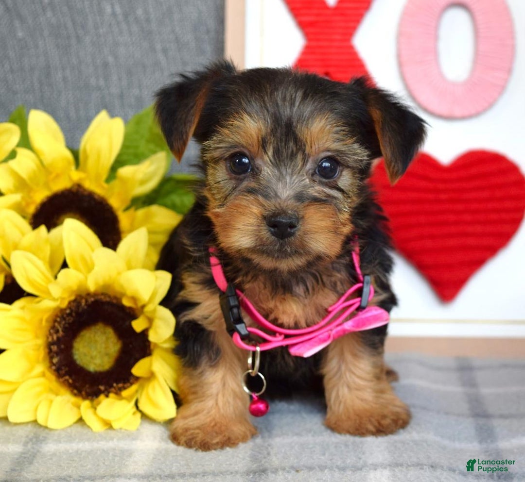 Yorkshire Terrier dogs for sale: Haddie - Ad 10