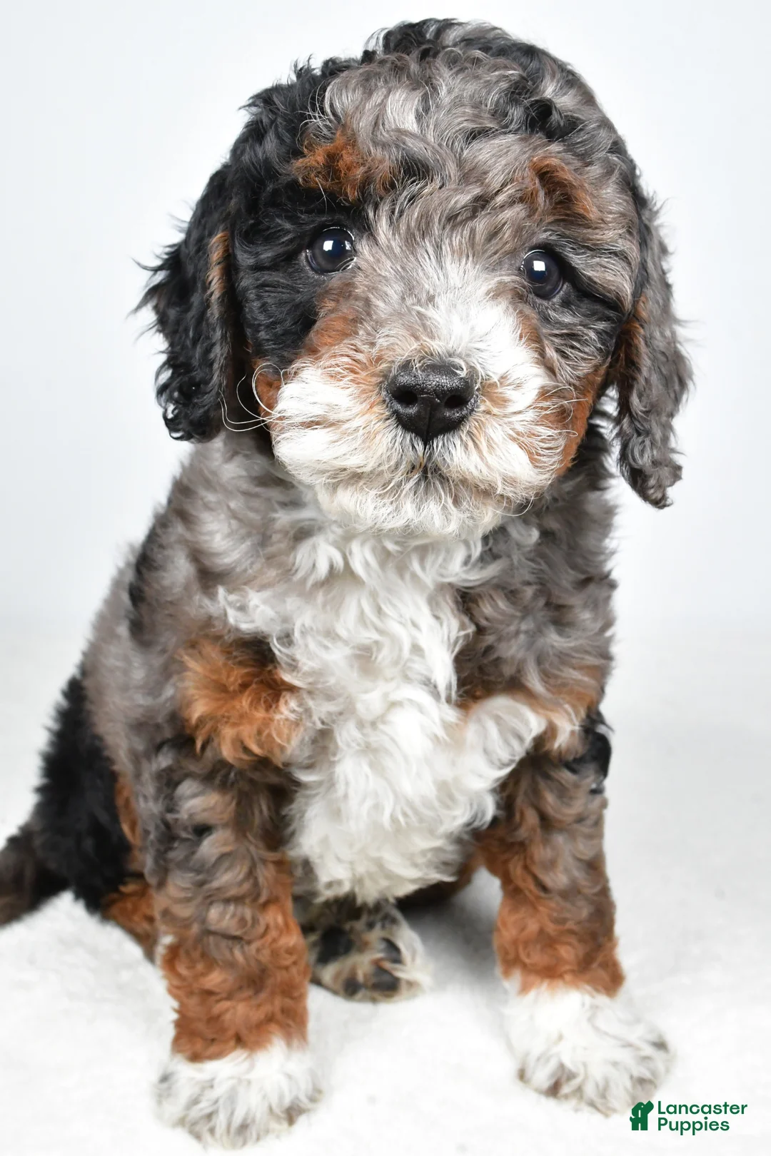 Bernedoodle dogs for sale: Gracie - Ad 2
