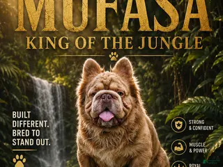 French Bulldog dogs for stud: Mufusa - Ad 4