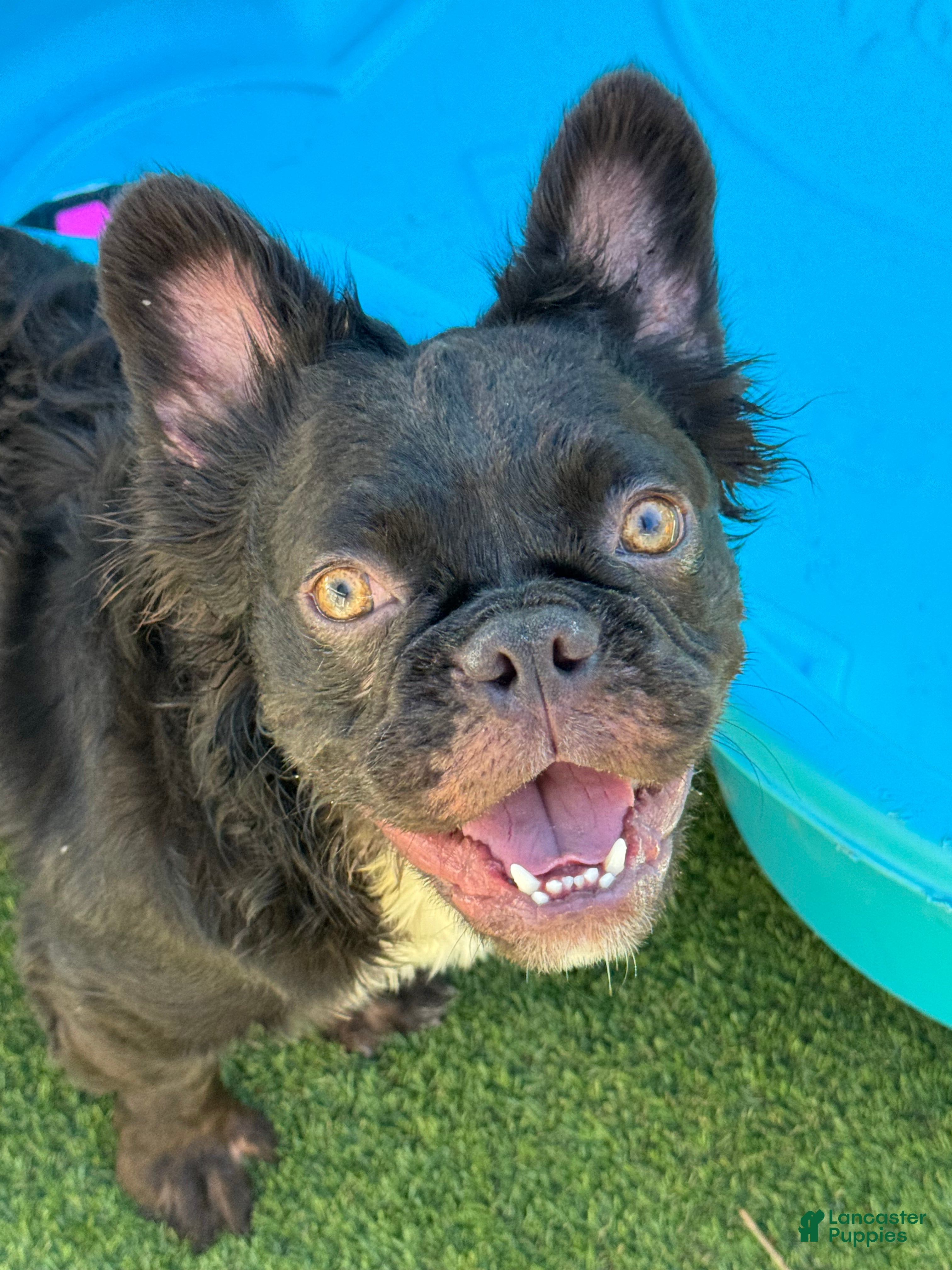 French Bulldog dogs French Bulldog Puppy 1 - Ad 15