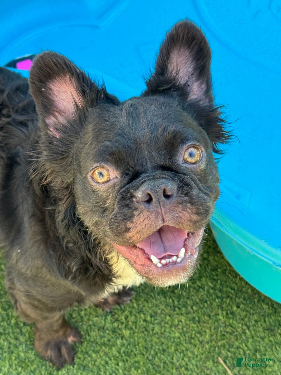 French Bulldog dogs for sale: French Bulldog Puppy 1 - Ad 1