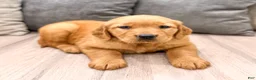 Golden Retriever dogs for sale: Betty - Ad 8